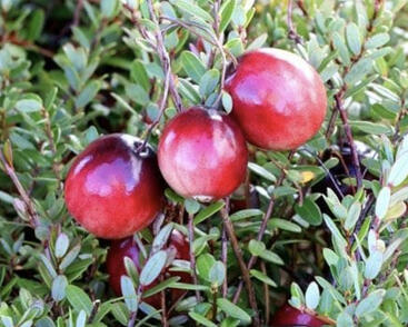 Klikva velkoplodá 'Early Black'