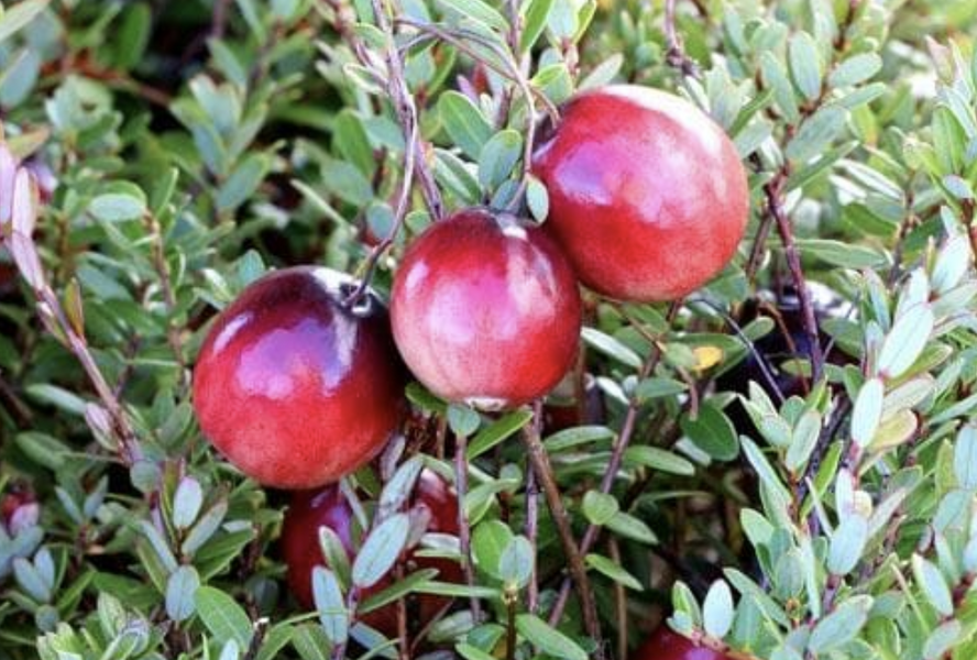 Klikva velkoplodá 'Early Black' - Vaccinium macrocarpon 'Early Black'