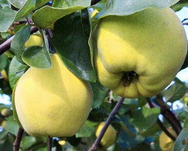 Kdouloň obecná 'Triumph'