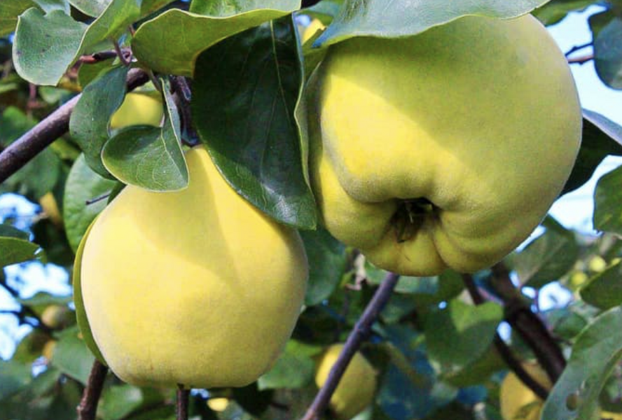 Kdouloň obecná 'Triumph' - Cydonia oblonga 'Triumph'