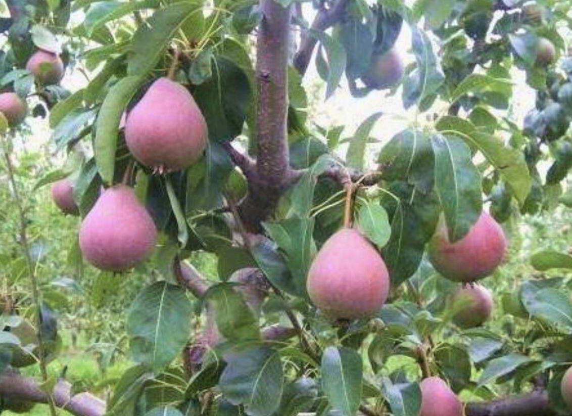Hrušeň letní 'Radana' - Pyrus communis 'Radana'