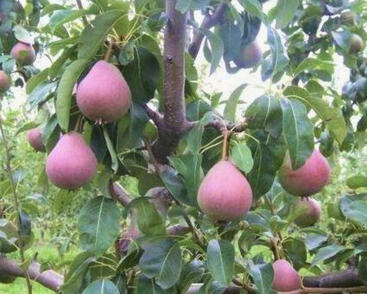 Hrušeň letní 'Radana'