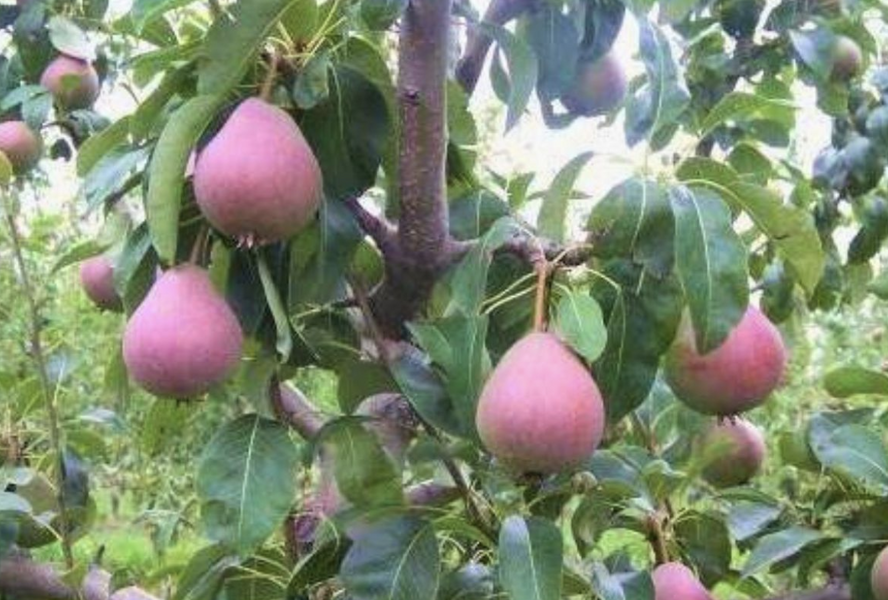 Hrušeň letní 'Radana' - Pyrus communis 'Radana'