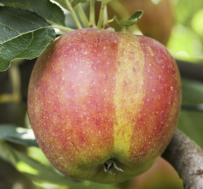 Jabloň podzimní 'Karneval' - Malus domestica 'Karneval'