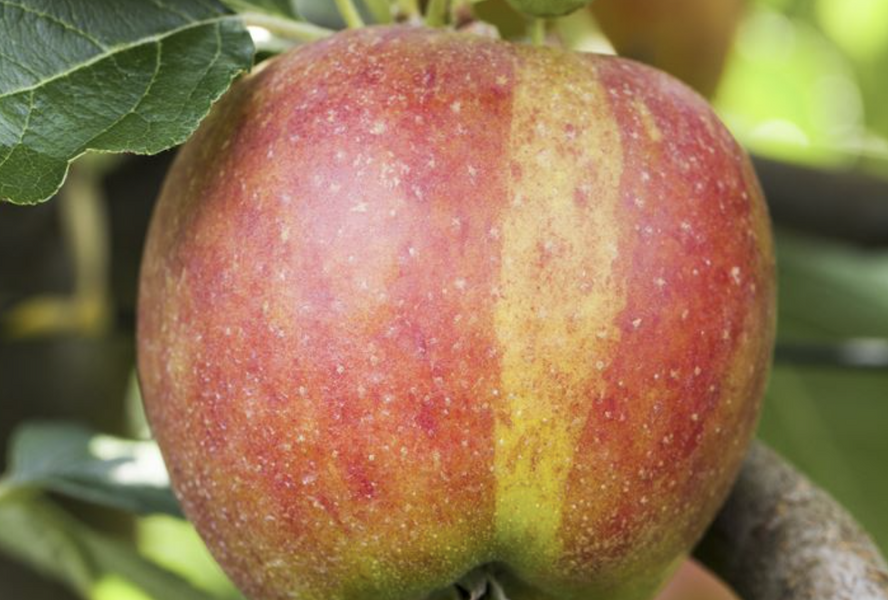 Jabloň podzimní 'Karneval' - Malus domestica 'Karneval'