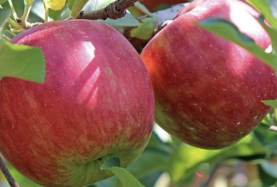 Jabloň zimní 'Lipno' - Malus domestica 'Lipno'