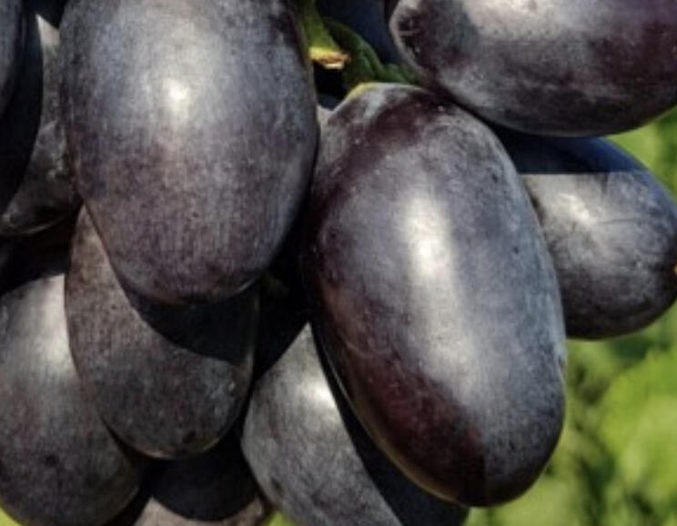 Réva vinná stolní 'Alexejevič' - Vitis vinifera 'Alexejevič'