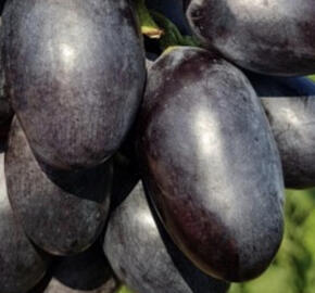 Réva vinná stolní 'Alexejevič'