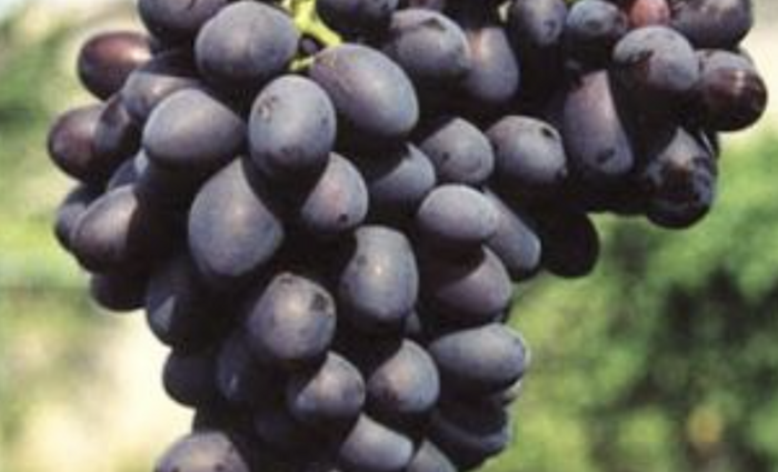 Réva vinná 'Fantasie' - Vitis vinifera 'Fantasie'