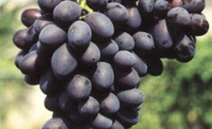 Réva vinná 'Fantasie' - Vitis vinifera 'Fantasie'