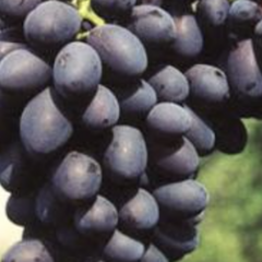 Réva vinná 'Fantasie' - Vitis vinifera 'Fantasie'