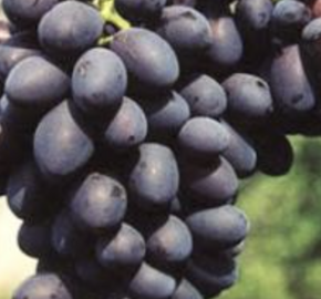 Réva vinná  'Fantasie' - Vitis vinifera 'Fantasie'