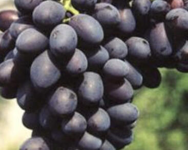 Réva vinná stolní bezsemenná'Fantasie'