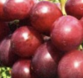 Réva vinná 'Gorby' - Vitis vinifera 'Gorby'