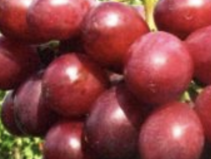 Réva vinná stolní 'Gorby' - Vitis vinifera 'Gorby'