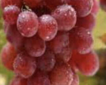 Réva vinná stolní bezsemenná 'Kišmiš lučistý'