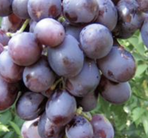 Réva vinná 'Nížina' - Vitis vinifera 'Nížina'