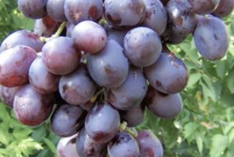 Réva vinná stolní 'Nížina' - Vitis vinifera 'Nížina'