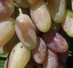 Réva vinná 'Novočerkasský' - Vitis vinifera 'Novočerkasský'