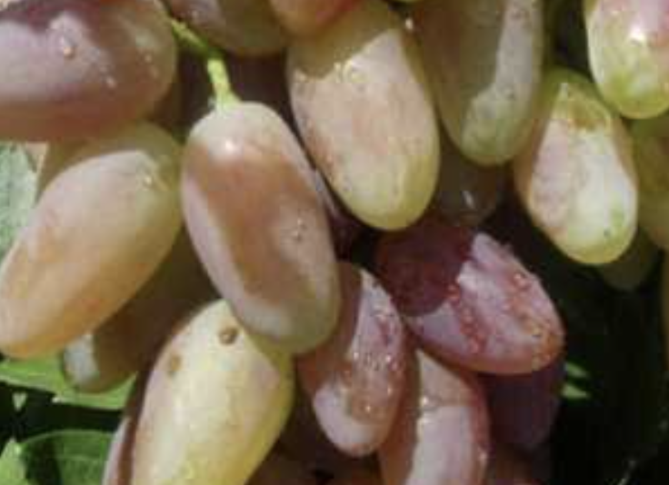 Réva vinná stolní 'Novočerkasský' - Vitis vinifera 'Novočerkasský'