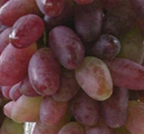 Réva vinná 'Bajkonur' - Vitis vinifera 'Bajkonur'