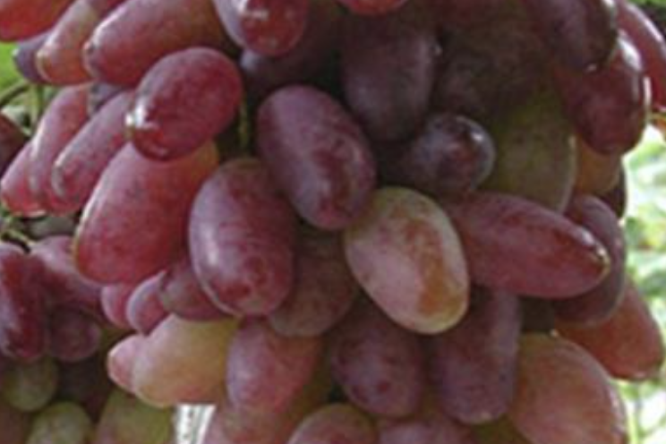 Réva vinná stolní 'Bajkonur' - Vitis vinifera 'Bajkonur'