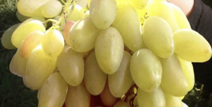 Réva vinná stolní i moštová 'Dixon' - Vitis vinifera 'Dixon'