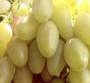 Réva vinná 'Dixon' - Vitis vinifera 'Dixon'