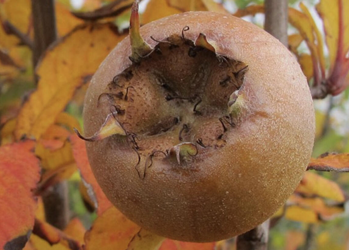 Mišpule obecná 'Nottingham' - Mespilus germanica 'Nottingham'