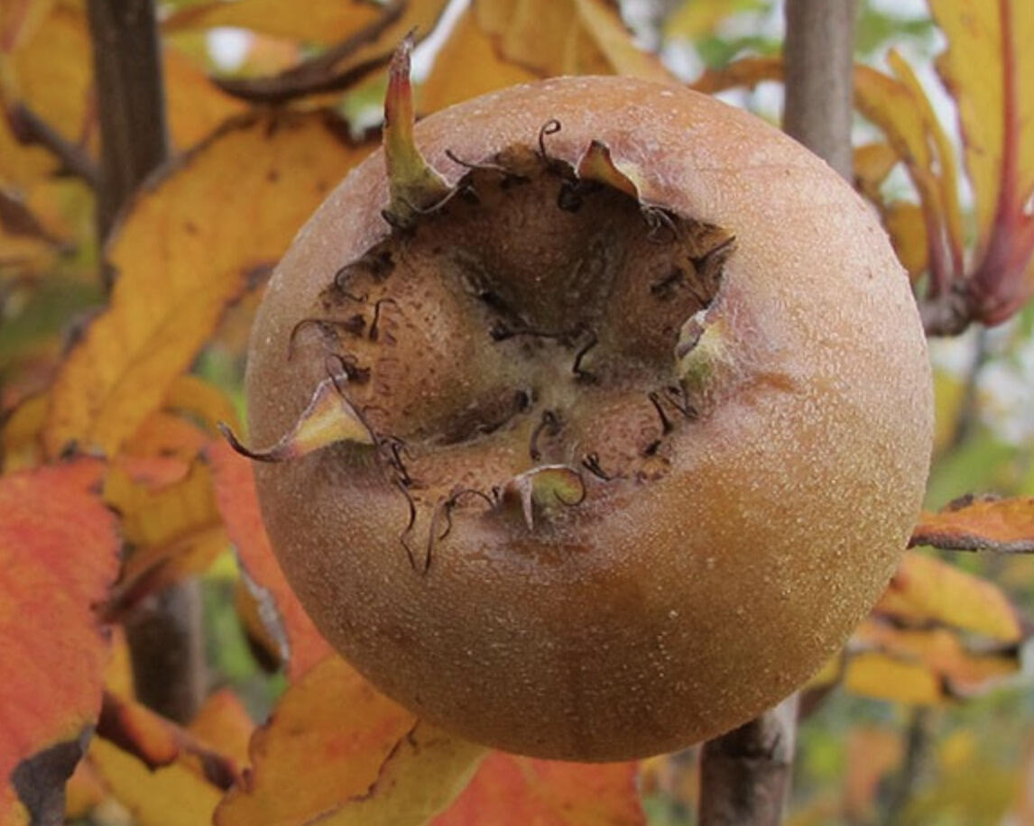 Mišpule obecná 'Nottingham' - Mespilus germanica 'Nottingham ...