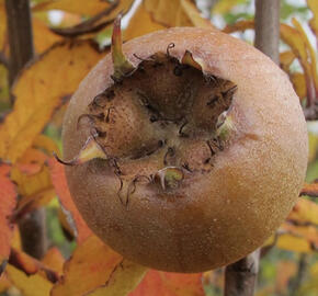 Mišpule obecná 'Nottingham'