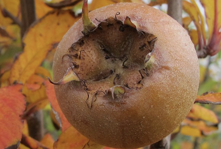 Mišpule obecná 'Nottingham' - Mespilus germanica 'Nottingham'