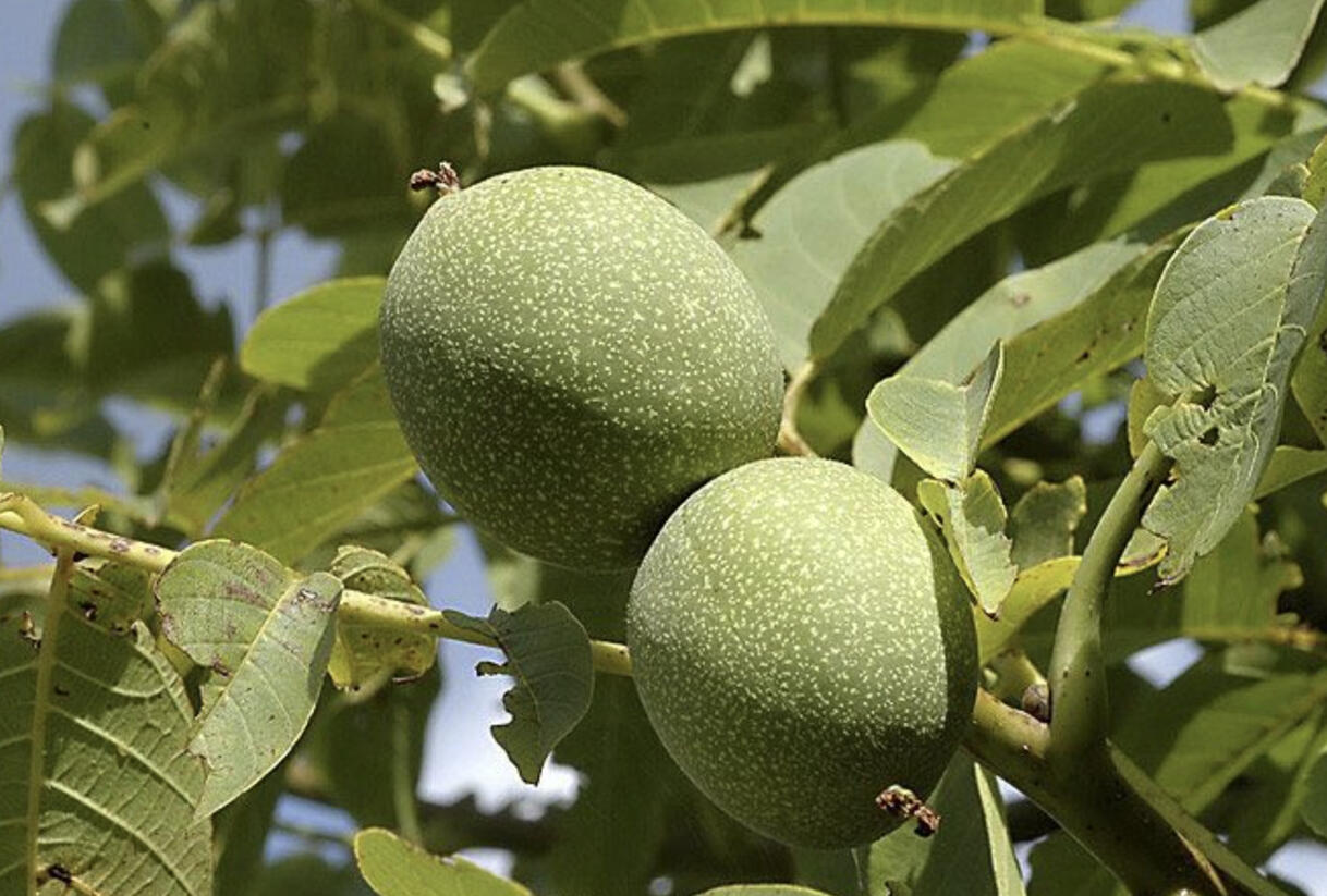 Ořešák vlašský (královský) 'Saturn' - Juglans regia 'Saturn'