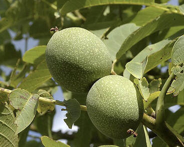 Ořešák vlašský (královský) 'Saturn'