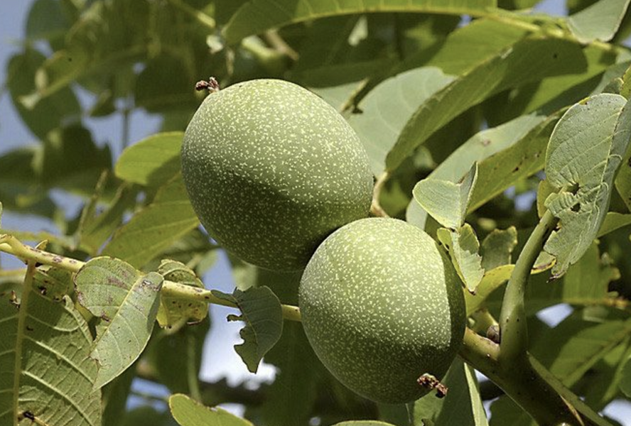 Ořešák vlašský (královský) 'Saturn' - Juglans regia 'Saturn'
