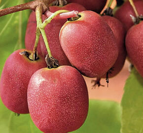 Aktinidie význačná, kiwi - samičí 'Bingo'