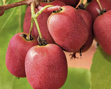 Aktinidie význačná, kiwi - samičí 'Bingo'