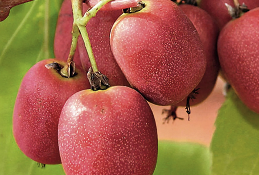 Aktinidie význačná, kiwi - samičí 'Bingo' - Actinidia arguta 'Bingo'