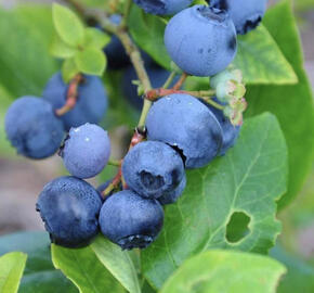 Borůvka chocholičnatá, kanadská borůvka 'Toro'