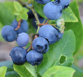 Borůvka chocholičnatá, kanadská borůvka 'Toro' - Vaccinium corymbosum 'Toro'