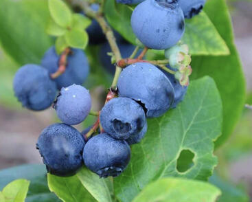 Borůvka chocholičnatá, kanadská borůvka 'Toro'