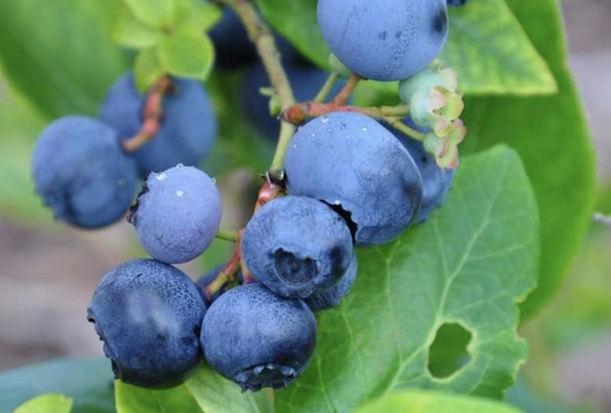 Borůvka chocholičnatá, kanadská borůvka 'Toro' - Vaccinium corymbosum 'Toro'