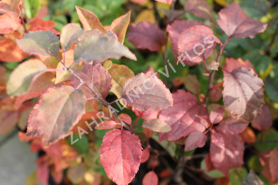 Slivoň myrobalán - Prunus cerasifera