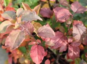 Slivoň myrobalán - Prunus cerasifera