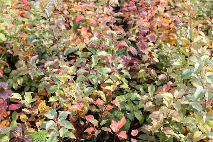 Slivoň myrobalán - Prunus cerasifera