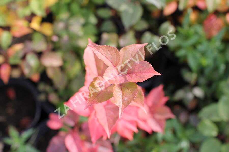 Slivoň myrobalán - Prunus cerasifera