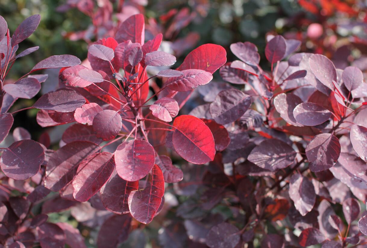 Ruj vlasatá 'Dusky Maiden' - Cotinus coggygria 'Dusky Maiden'