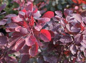 Ruj vlasatá 'Dusky Maiden' - Cotinus coggygria 'Dusky Maiden'