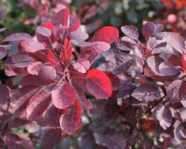 Ruj vlasatá 'Dusky Maiden'