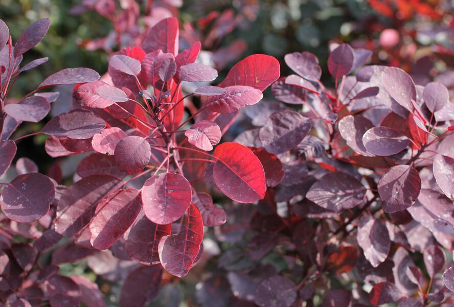 Ruj vlasatá 'Dusky Maiden' - Cotinus coggygria 'Dusky Maiden'
